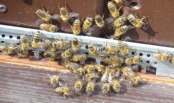 pszczoły- kliknij aby powiększyć