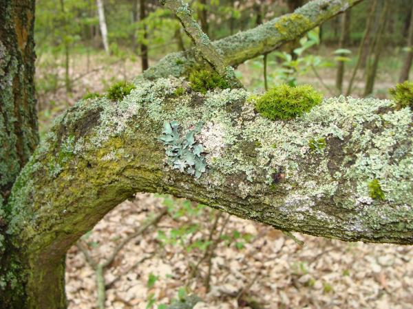 Na pierwszym planie widoczny konar dębu szypułkowego wyrastający z pnia drzewa. Na jego korze licznie występujące porosty oraz pojedyncze mszaki. Wśród porostów dominują małe plechy o lekko zielonym zabarwieniu obrostu wzniesionego. Na pierwszym planie dostrzec można plechę lekko niebieskawej tarczownicy bruzdkowanej. W tle mało wyraźne pnie drzew oraz zielone liście na krzewach. Dno lasu pokryte uschniętymi liśćmi opadłymi z drzew.- kliknij aby powiększyć