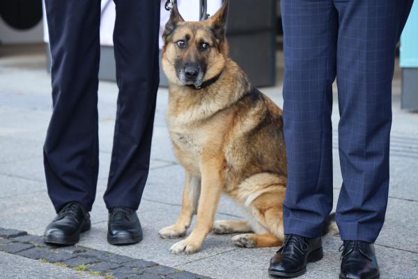 Najlepsi funkcjonariusze z czworonożnymi partnerami nagrodzeni przez Marszałka - kliknij aby powiększyć