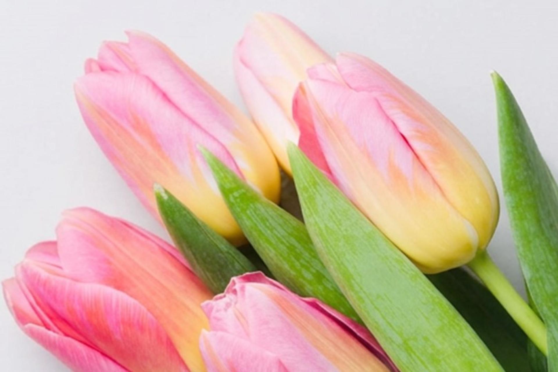 Życzenia od Marszałka z okazji Dnia Kobiet  - zobacz więcej