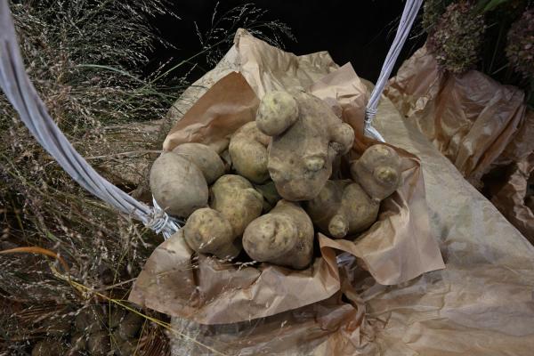 Już po raz szósty Samorząd Województwa Wielkopolskiego zorganizował finał konkursu Na największą wielkopolską pyrę oraz potrawę z pyry- kliknij aby powiększyć
