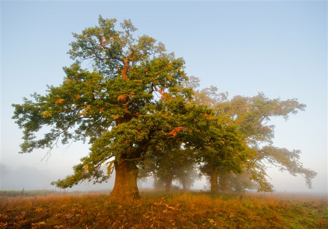 Oaks in the Wielkopolska