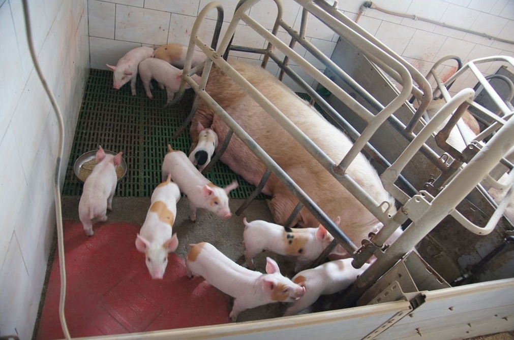 Schweinestall Landwirtschaft