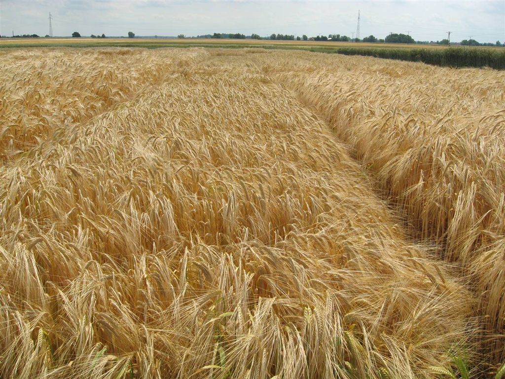 farming of corn in a field