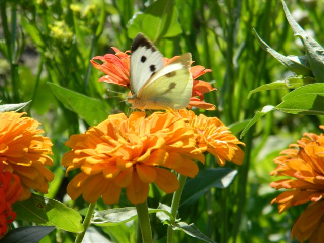 turystyka kwiaty motyl