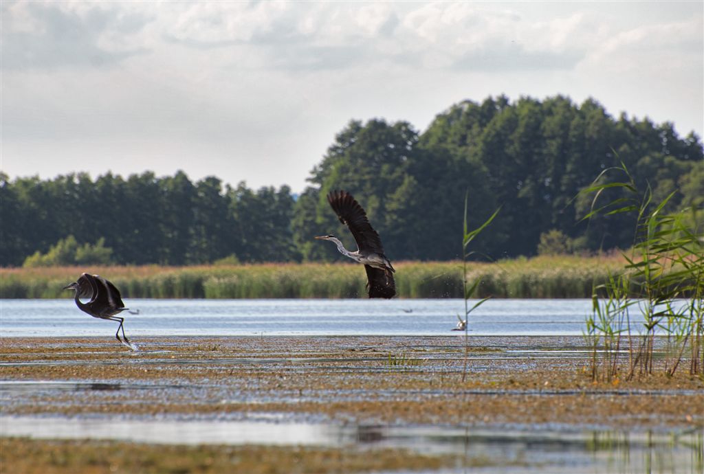 tourism birds river