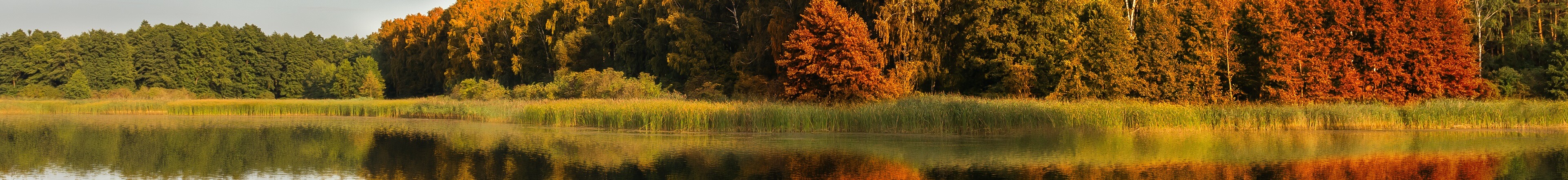 Jesienny pejzaż Wielkopolski. Jezioro i las w tle